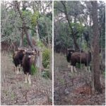 आंबव पोंक्षे गावात रानरेड्यांकडून मोठे नुकसान