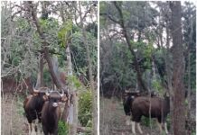 आंबव पोंक्षे गावात रानरेड्यांकडून मोठे नुकसान