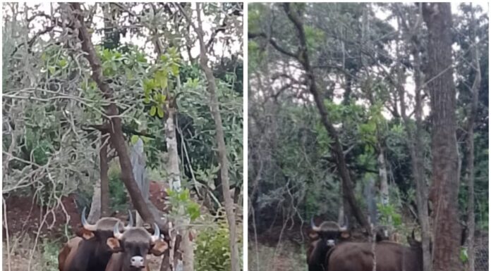 आंबव पोंक्षे गावात रानरेड्यांकडून मोठे नुकसान