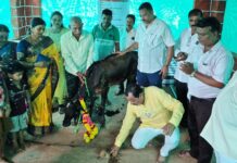 भाजपा जिल्हा उपाध्यक्ष प्रसन्ना उर्फ बाळू देसाई यांच्या हस्ते फोंडाघाट पावणादेवी येथे नवीन गोशाळेचे उद्घाटन…