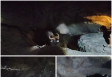 ओवळी येथील नैसर्गिक डोहात अडकलेल्या रानगव्याला काढले सुरक्षितपणे बाहेर!