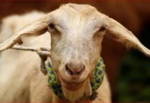 10 वर्षीय मुलीच्या हत्येचा उलगडा; बकरीच्या केसांमुळे आरोपी पोलिसांच्या जाळ्यात