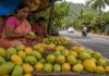 देवगड हापूसच्या नावावर कर्नाटक आंब्याची विक्री… !