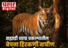 सह्याद्री व्याघ्र प्रकल्पातील बेपत्ता हिरकणी वाघीण अखेर सापडली