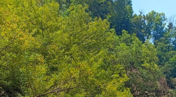 विर्डी वझर सखल धबधब्यात बुडालेल्या कर्नाटकातील युवकाचा मृतदेह तब्बल ३ दिवसांनी बाहेर काढण्यात यश!