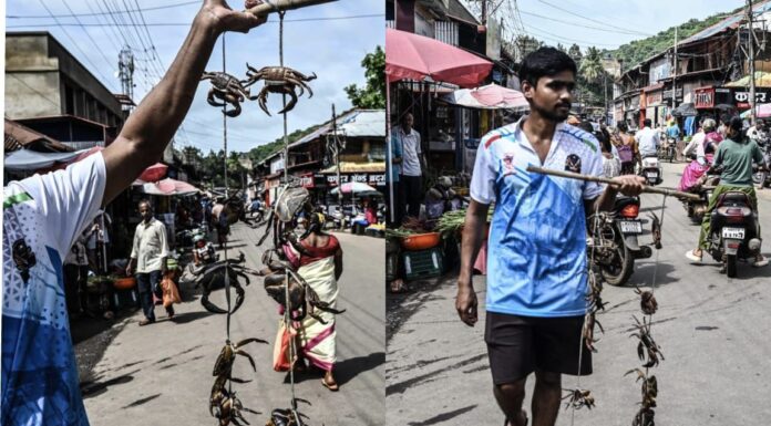 सावंतवाडी बाजारपेठेत खेकड्यांची आवक वाढली; पावसाळी मेजवानीसाठी खवय्यांची गर्दी