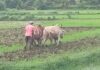 पंधरा-वीस दिवसांच्या प्रतीक्षेनंतर पावसाची रिमझिम; कोकणात भातशेतीच्या नांगरणीला सुरुवात