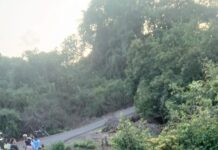 रानवेली आणि झुडपांमुळे ५० फूट दरीत कोसळता कोसळला सावरली कार