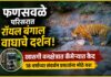 संगमेश्वरातील कुळ्ये-फणसवळे येथे दिसला रॉयल बंगाल वाघ