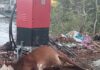 महावितरणच्या ढिसाळ कारभारामुळे गाईचा शॉक लागून मृत्यू