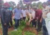 सांगेली माध्यमिक विद्यालयात आंतरराष्ट्रीय सहकार सप्ताहानिमित्त वृक्षारोपण संपन्न; ५० रोपांची लागवड