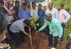 खासदार नारायण राणे यांच्या अमृत महोत्सवी वर्षानिमित्त हरकुळ बुद्रुकमध्ये वृक्षारोपण – खासदार नारायण राणे