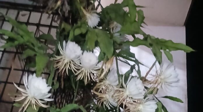 निसर्गाचा अद्भुत चमत्कार! ढवळी-फोंडा येथे मणेरीकर यांच्या बागेत एकाच रात्री फुलली तब्बल ७५ ‘ब्रह्मकमळे’