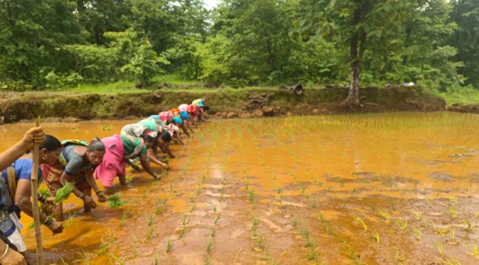 तिरवडे येथे सखी महिला शेतकरी गटाचा नैसर्गिक पद्धतीने भात लागवडीचा यशस्वी प्रयोग