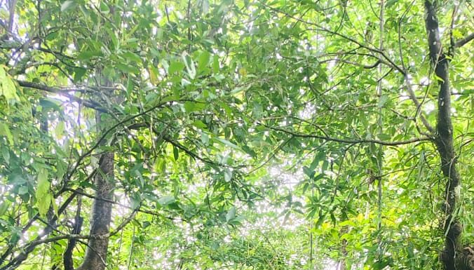 खांबाळे-मोहितेवाडीतील कोसळलेल्या लोखंडी साकवाची अधिकाऱ्यांकडून पाहणी