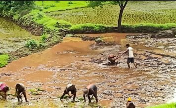 भात लावणीत यंत्रांचा बोलबाला; बियाणेही संकरित; नांगरणीसाठी सऱ्हास पाँवर टिलरचा वापर