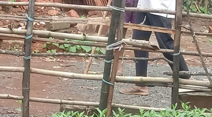 बिजघरमध्ये परसबागेत रानटी जावडी मांजराचा वावर; वन विभागाने सुरक्षितरीत्या पकडून जंगलात सोडले