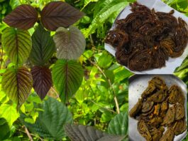 पहिल्या पावसाच्या सरींसोबत पालवणारी गोविळवेल…