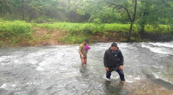 वन्यप्राण्यांच्या उपद्रवातही बळीराजाला वनविभागाचा ‘आधार’; धो-धो पावसात पीक नुकसानीची पाहणी
