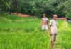 मळगाव ब्राह्मणआळीत रानगव्यांकडून भातशेतीचे अतोनात नुकसान