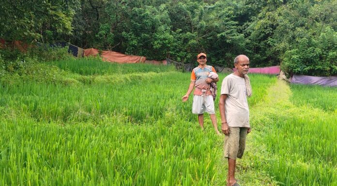 मळगाव ब्राह्मणआळीत रानगव्यांकडून भातशेतीचे अतोनात नुकसान
