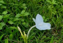 चोहळा (Curcuma scaposa) : कोकणच्या रानातील दुर्मीळ नैसर्गिक ठेवा