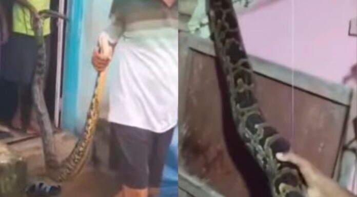 कणकवलीत घरात शिरला अजगर!