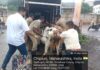 बुरूमतळी येथे जखमी अवस्थेतील गाय व वासराला पालिकेच्या मदतीने उपचारासाठी हलविले