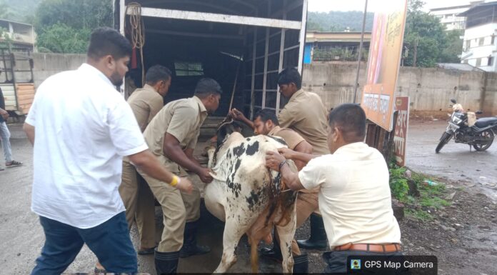 बुरूमतळी येथे जखमी अवस्थेतील गाय व वासराला पालिकेच्या मदतीने उपचारासाठी हलविले