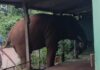 तिलारी खोऱ्यातून हाकललेला ‘ओंकार’ हत्ती पुन्हा दोडामार्गात!