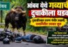 BREAKING : आंबव येथे गव्याची दुचाकीला धडक; दुचाकीस्वार तरूण गंभीर जखमी; रत्नागिरीत उपचार सुरू