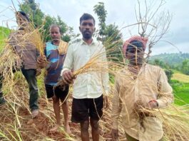 भात शेती करपली… बळीराजाचे बाप्पाला साकडे