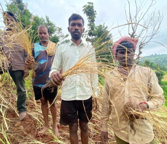 भात शेती करपली… बळीराजाचे बाप्पाला साकडे