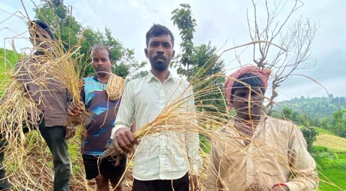 भात शेती करपली… बळीराजाचे बाप्पाला साकडे