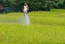 हवामानातील बदलाचा भातशेतीला फटका