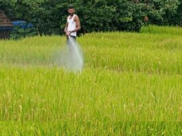 हवामानातील बदलाचा भातशेतीला फटका