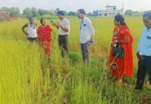 मालवण तालुक्यात भातशेतीचे मोठे नुकसान!