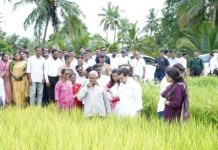 पालकमंत्री नितेश राणे होडावडा येथे अधिकाऱ्यांसोबत पोहचवले शेतात…