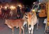 “मोकाट जनावरांमुळे अपघात टाळण्यासाठी वेंगुर्ला नगरपरिषद ॲक्शन मोडमध्ये”