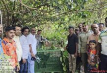 सातार्डा भटवाडी येथे वनविभागाने बिबट्याला पकडण्यासाठी रचला सापळा