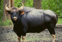 गव्या रेड्याच्या सततच्या दर्शनाने आंबव पोंक्षे वासीय धास्तावले,शेतीचे नुकसान
