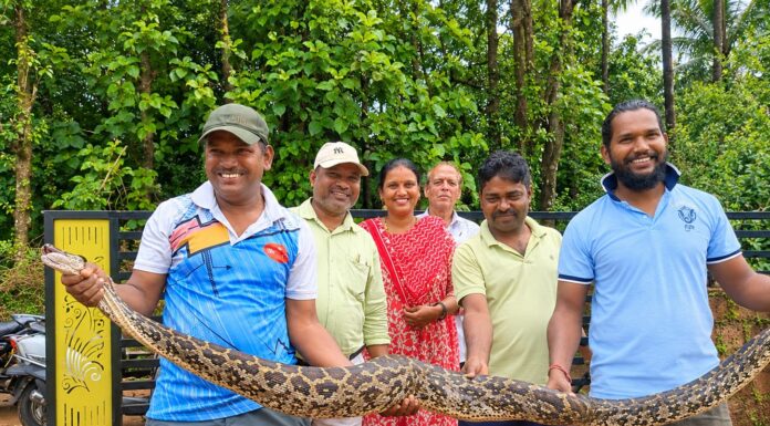 कोंबड्यांच्या खुराड्यात शिरलेल्या ९ फूट अजगराची सर्पमित्रांकडून सुटका