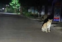 देवरूखच्या मध्यवर्ती भागात बिबट्याची एन्ट्री; हायस्कूलसमोर बिबट्या रस्त्यावर बसला ठाण मांडून; नागरिक भयभीत