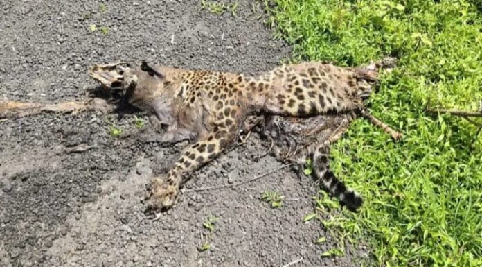 पाचांबे येथे बिबट्याचा कुजलेल्या अवस्थेत आढळला मृतदेह
