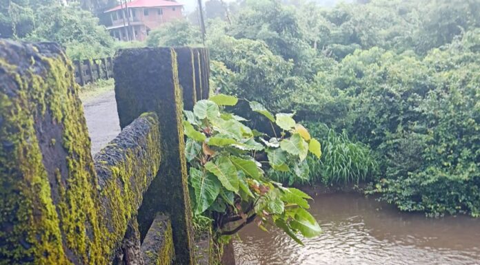पुलावरील झाडे-झुडपांमुळे पुलाच्या अस्तित्वाला धोका; तातडीने साफसफाईची मागणी