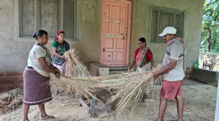 संगमेश्वर तालुक्यात हळव्या भात पिकाची कापणी सुरु