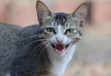 Animal Cruelty Case : चेंबूरमधील मांजर हत्या प्रकरणात आरोपीला २४ तासांत जामीन; प्राणीप्रेमी संतप्त, कठोर कारवाईची मागणी