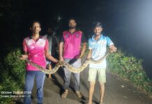 ओटवणे येथे युवकांनी अजगराला पकडून सोडले नैसर्गिक अधिवासात