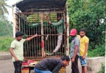 भटक्या कुत्र्यांच्या नियंत्रणासाठी वेंगुर्ला नगरपरिषदेचे प्रभावी पाऊल