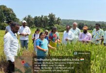 भातशेतीच्या नुकसानीची जि. प. सभापती अनुराधा नारकर यांच्याकडून बांधावर जाऊन पाहणी